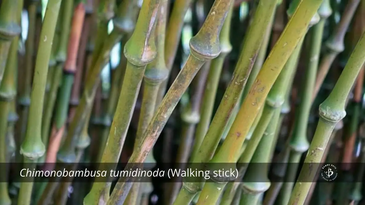 Chimonobambusa tumidinoda bamboo species