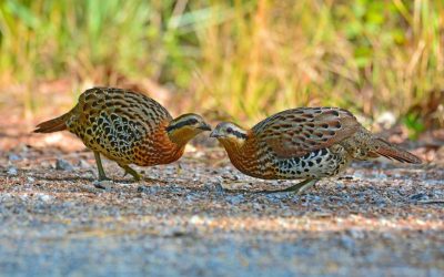 Exotic Bamboo Wildlife: Bamboo partridges