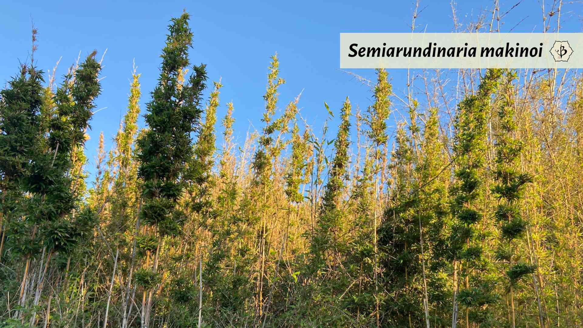 Semiarundinaria makinoi grove