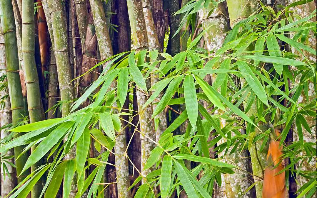Bamboo in Costa Rica