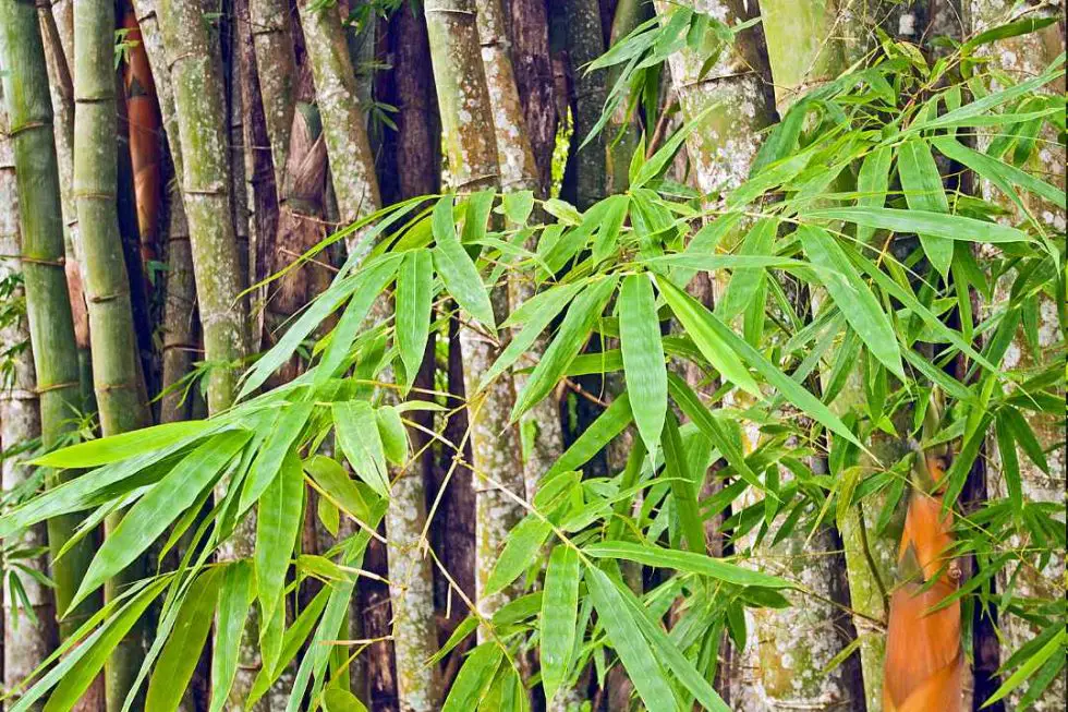 Bamboo in Costa Rica A tropical treasury Bambu Batu