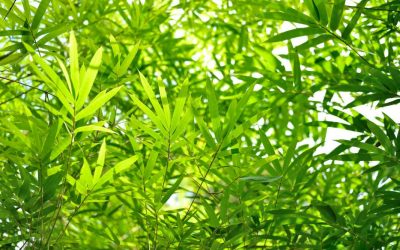 Bamboo and Silica: A beneficial supplement