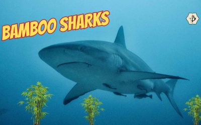 Exotic Bamboo Wildlife: Bamboo sharks