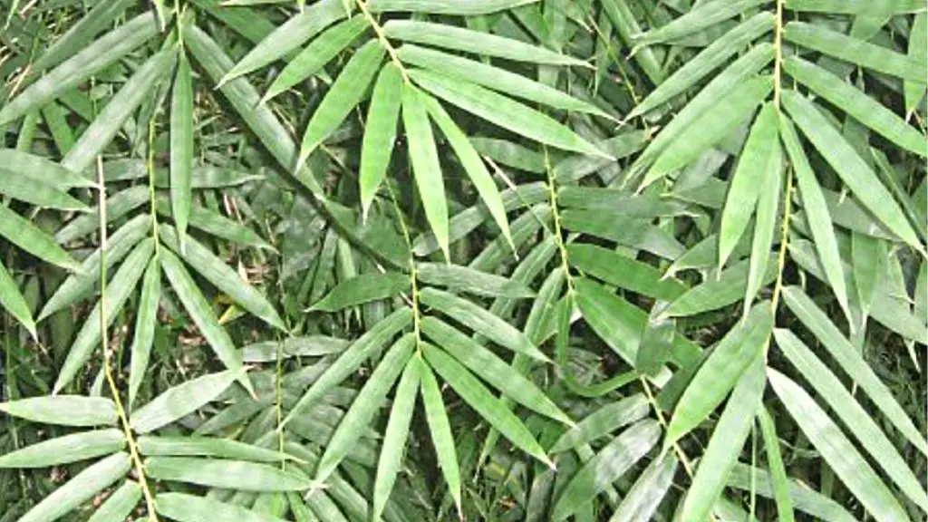 Bambusa malingensis seabreeze