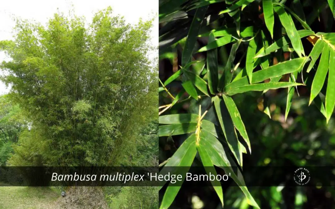 Bambusa multiplex Hedge Bamboo for windbreak