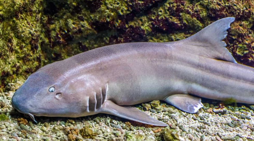 Exotic Bamboo Wildlife Bamboo sharks Bambu Batu
