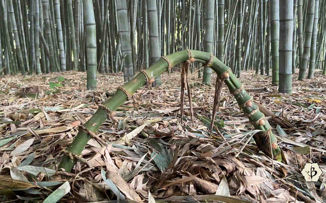 Running Bamboo Rhizome