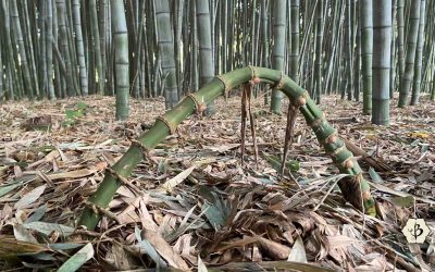 Running bamboo: Why must you run?