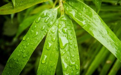 Bamboo, gray water, and phytoremediation
