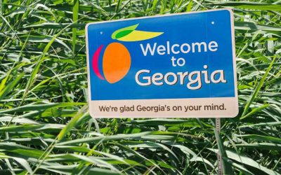 Big Bamboo in the State of Georgia