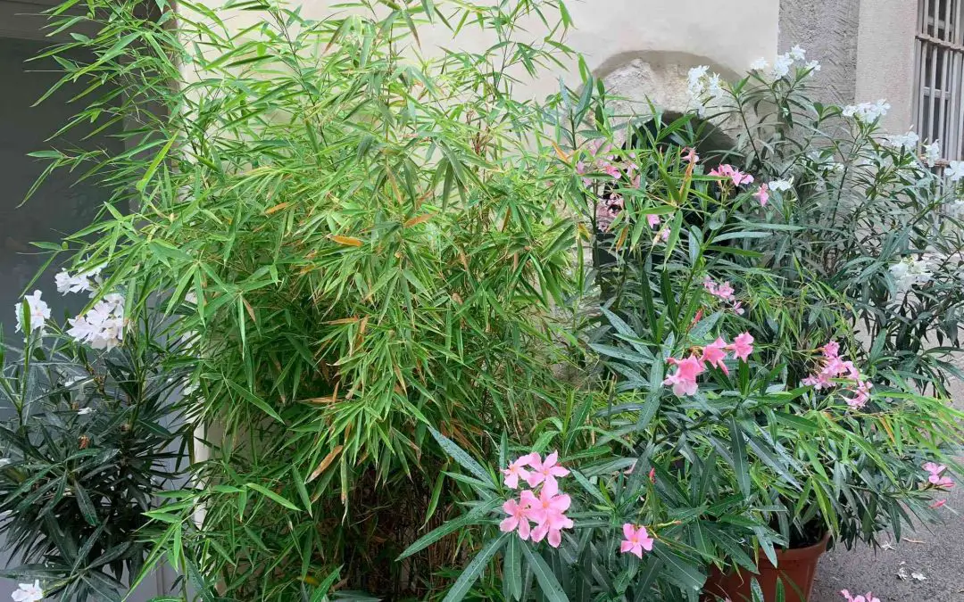Companion planting with bamboo