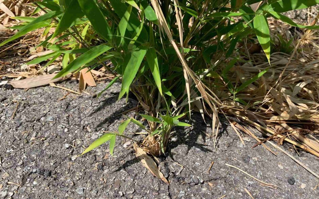 Running bamboo breaks through asphalt