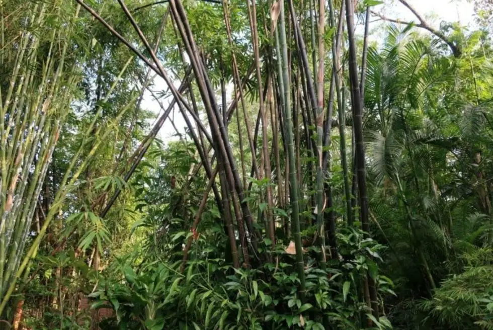 Bamboo in Thailand Tropical wonderland Bambu Batu