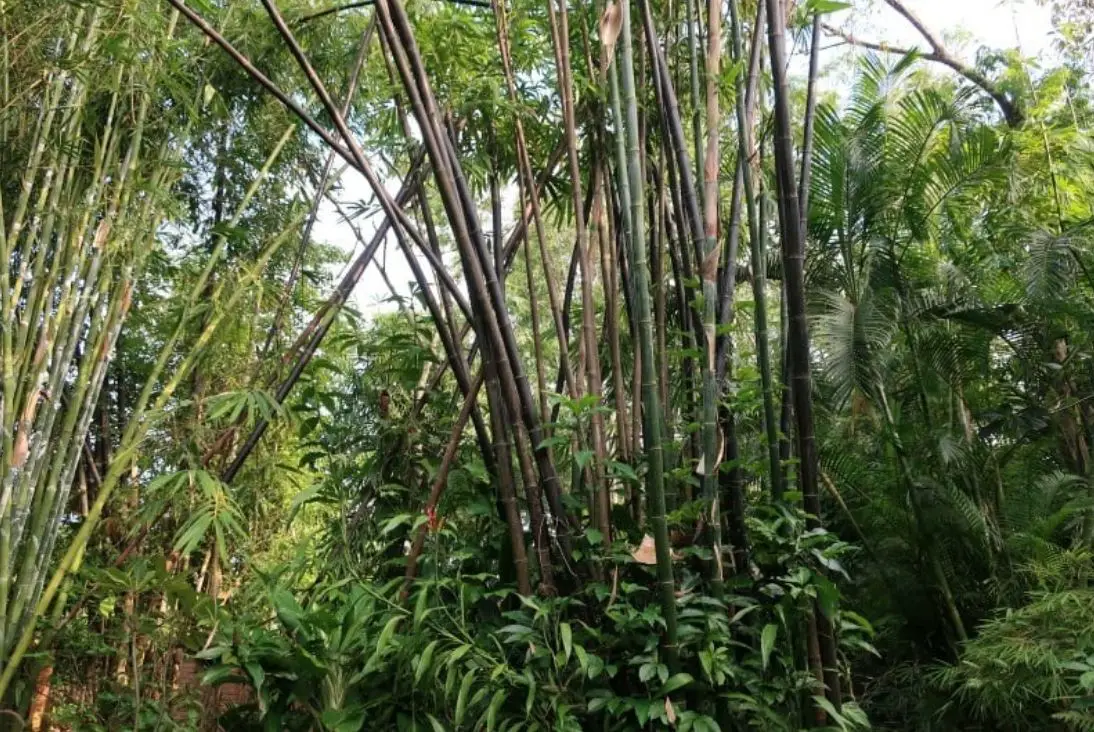 Bamboo in Thailand Bambusa lako