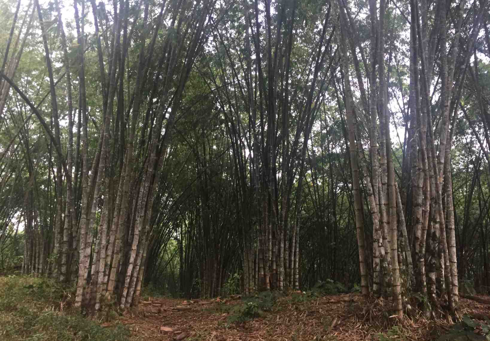 Bamboo plantation in Ecuador