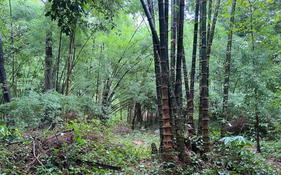 Bamboo in Thailand: Tropical wonderland