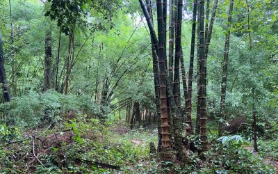 Bamboo in Thailand: Tropical wonderland