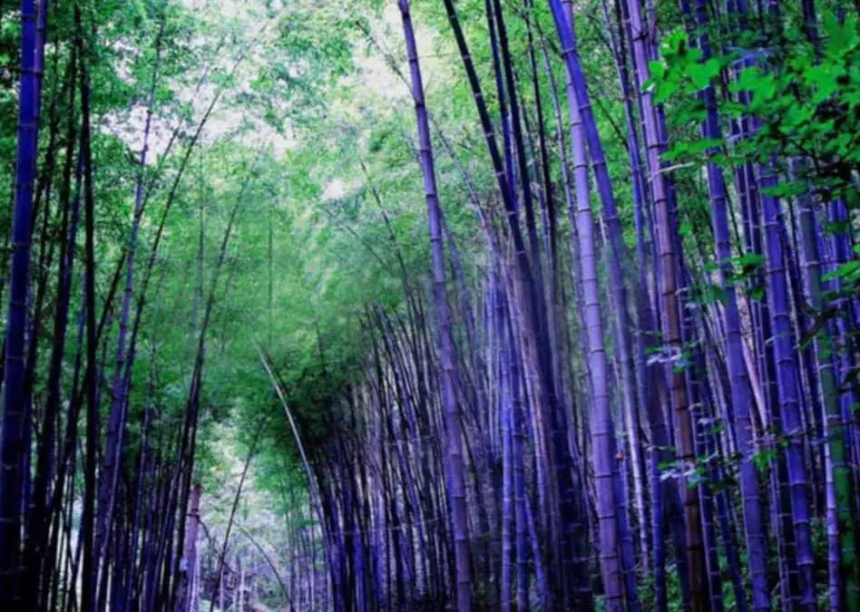 Purple Bamboo is a hoax