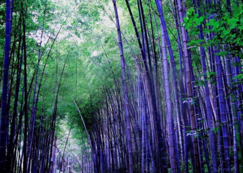 Purple Bamboo is a hoax