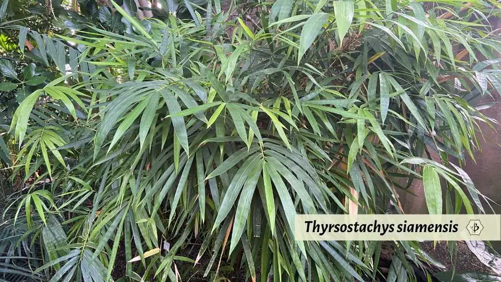Thyrsostachys siamensis Thai bamboo