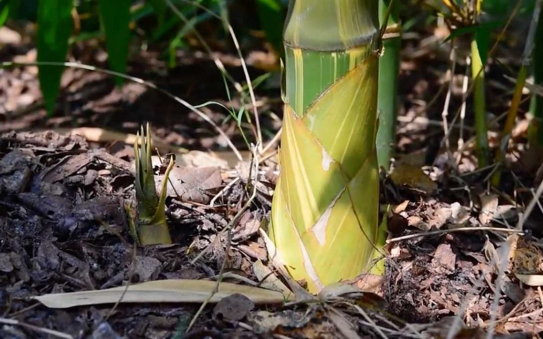 Triple Hybrid Bamboo: Cross-breeding innovations