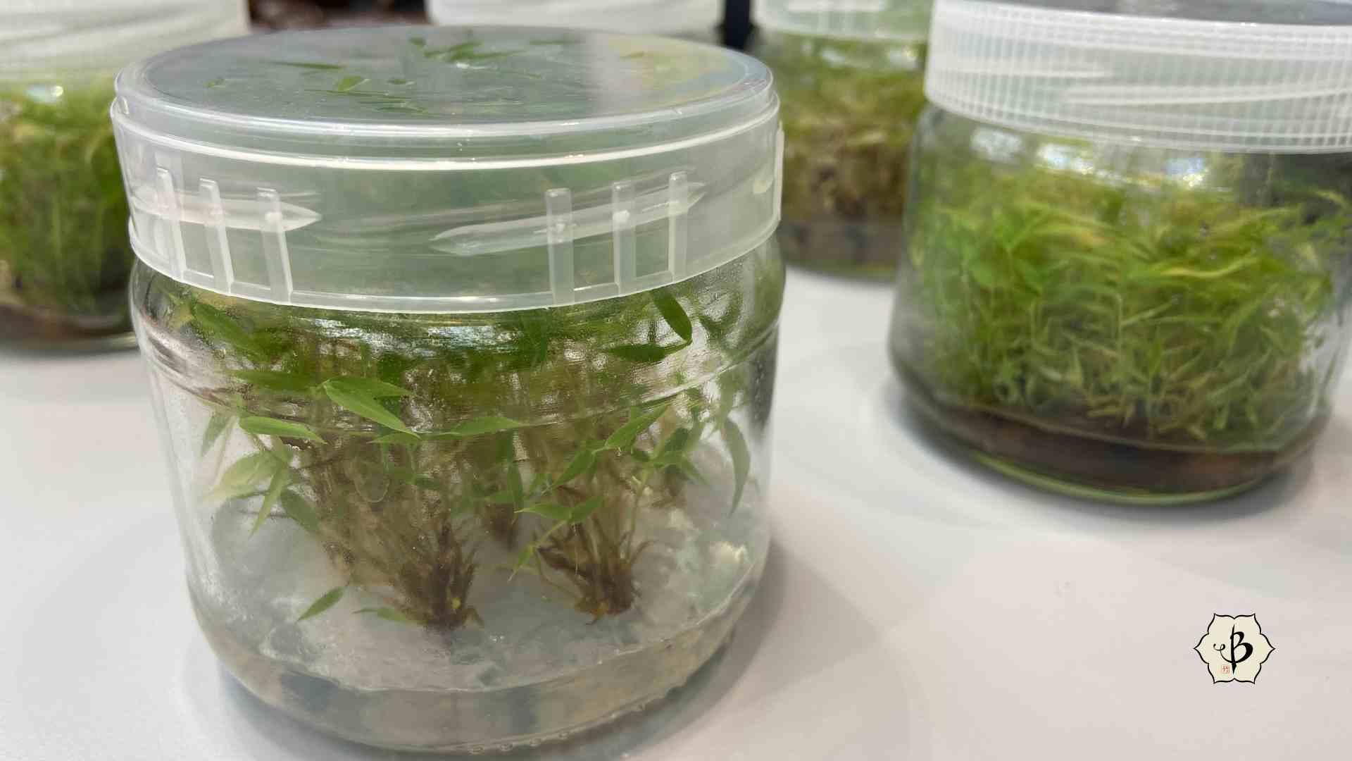 Bamboo Micro Tissue Culture propagation