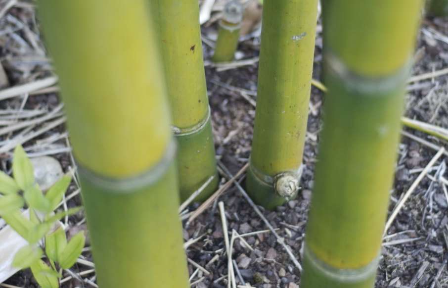 Mulching your bamboo: Help the humus