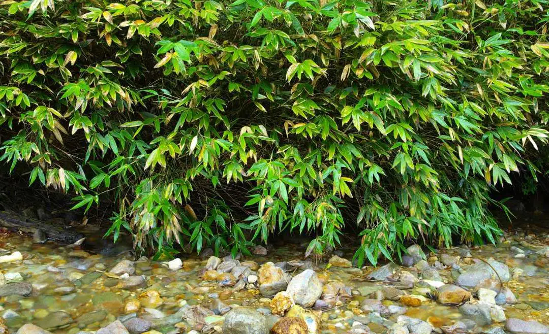 Bamboo for water purification