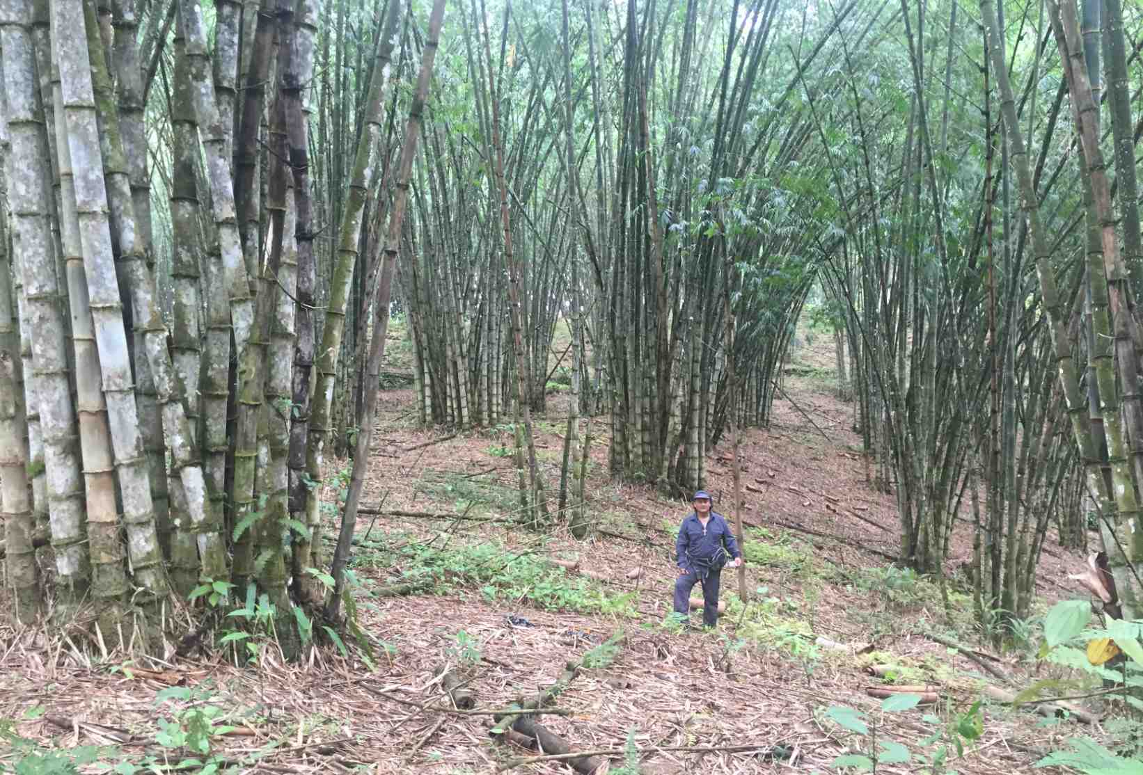 Bamboo farmer in Ecuador