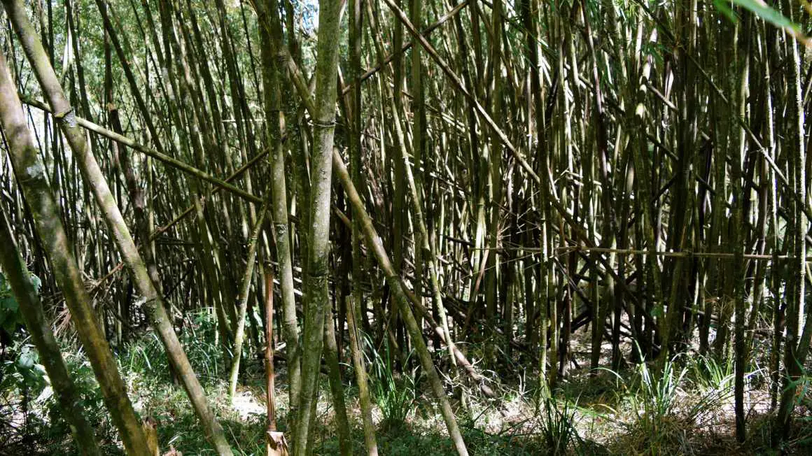 Bamboo in Kenya