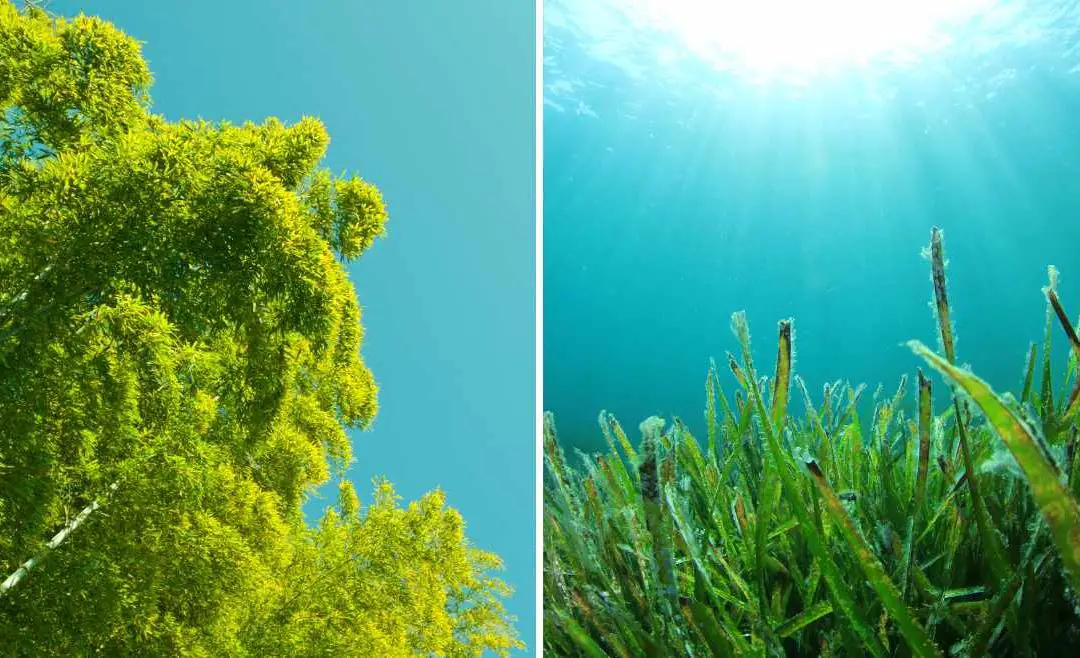 Bamboo vs Algae for Biofuel