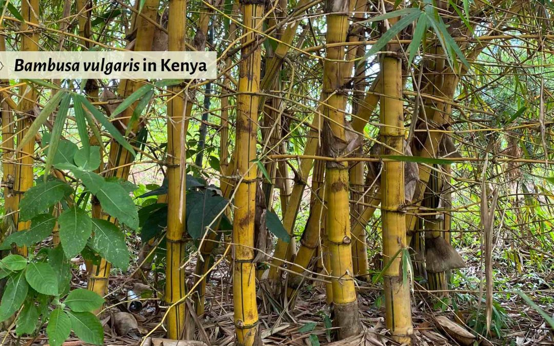 Bambusa vulgaris common bamboo in Kenya