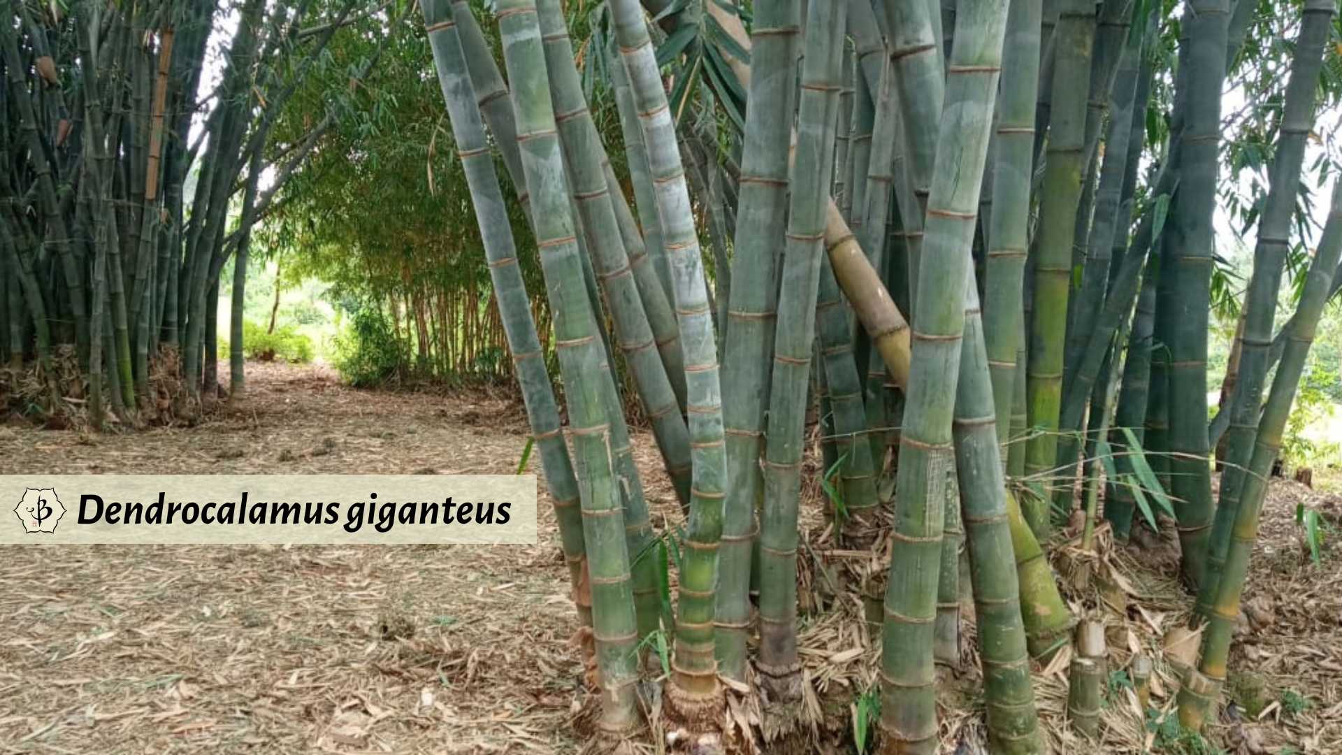 Dendrocalamus giganteus Kenya