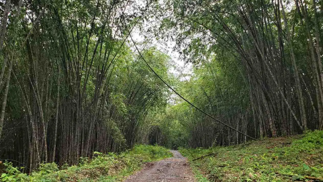 Ecuador bamboo farmer Asper