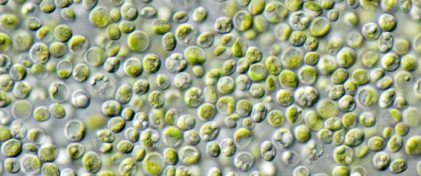 Green algae for fuel