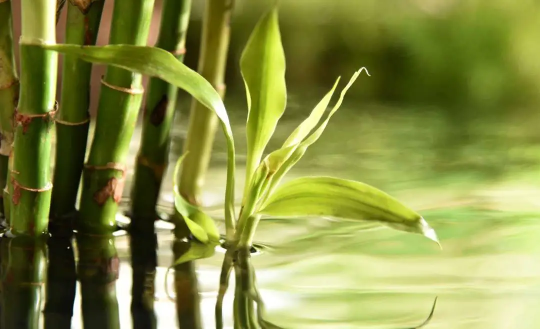 Lucky bamboo grows in water