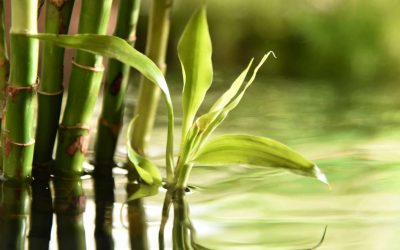 Bamboo Myths and Misnomers