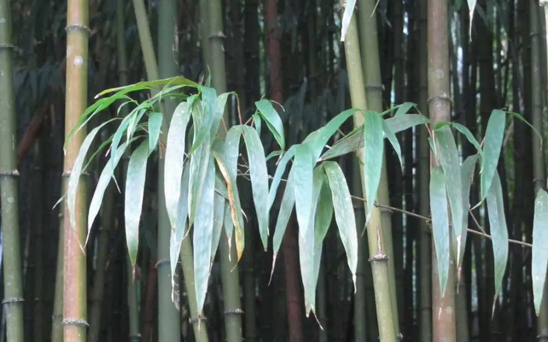 Square Bamboo: Chimonobambusa quadrangularis