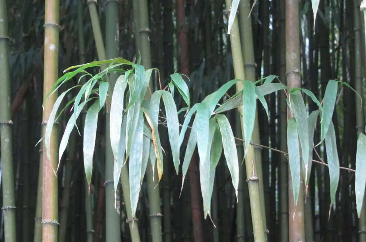 Square bamboo Chimonobambusa quadrangularis