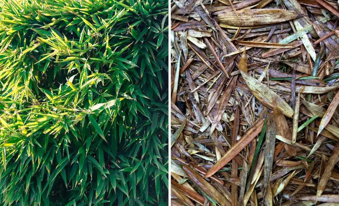 What to do with bamboo leaves