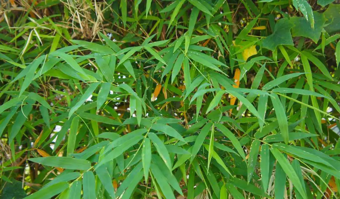 Arrow Bamboo: Pseudosasa japonica
