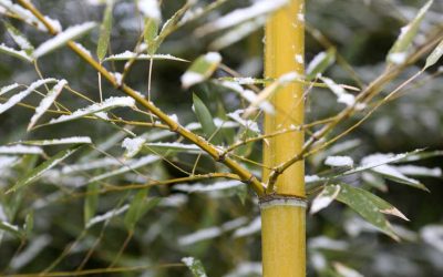 Growing Bamboo in Pennsylvania and New England