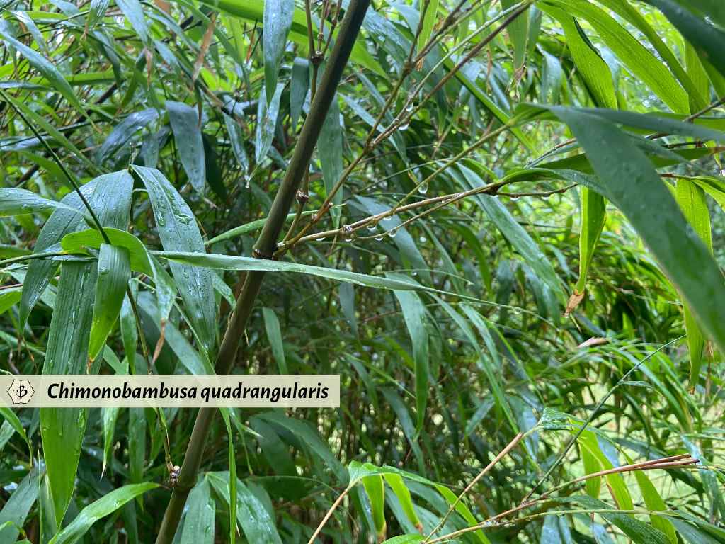 Chimonobambusa quadrangularis square bamboo branches