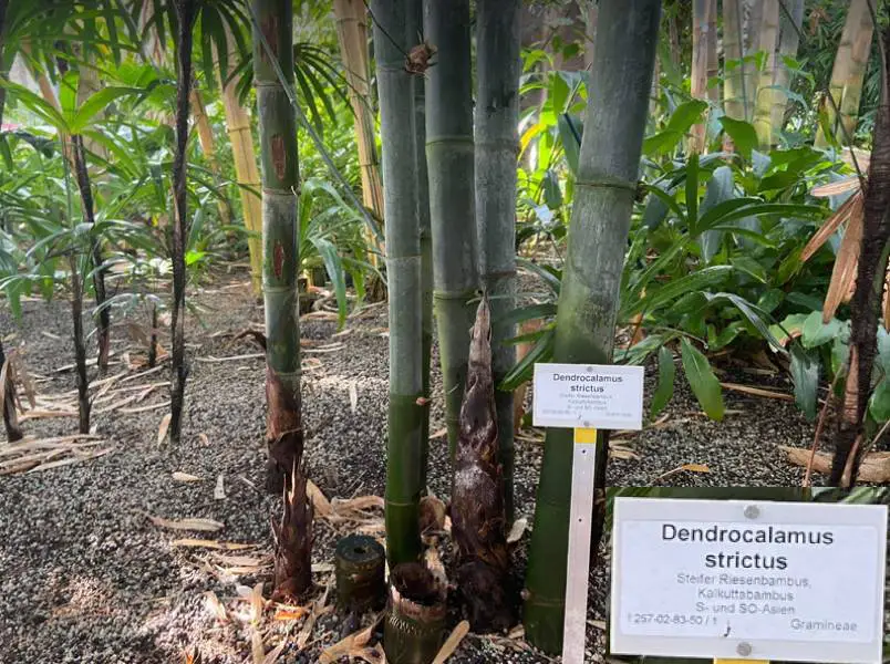 Dendrocalamus strictus giant bamboo
