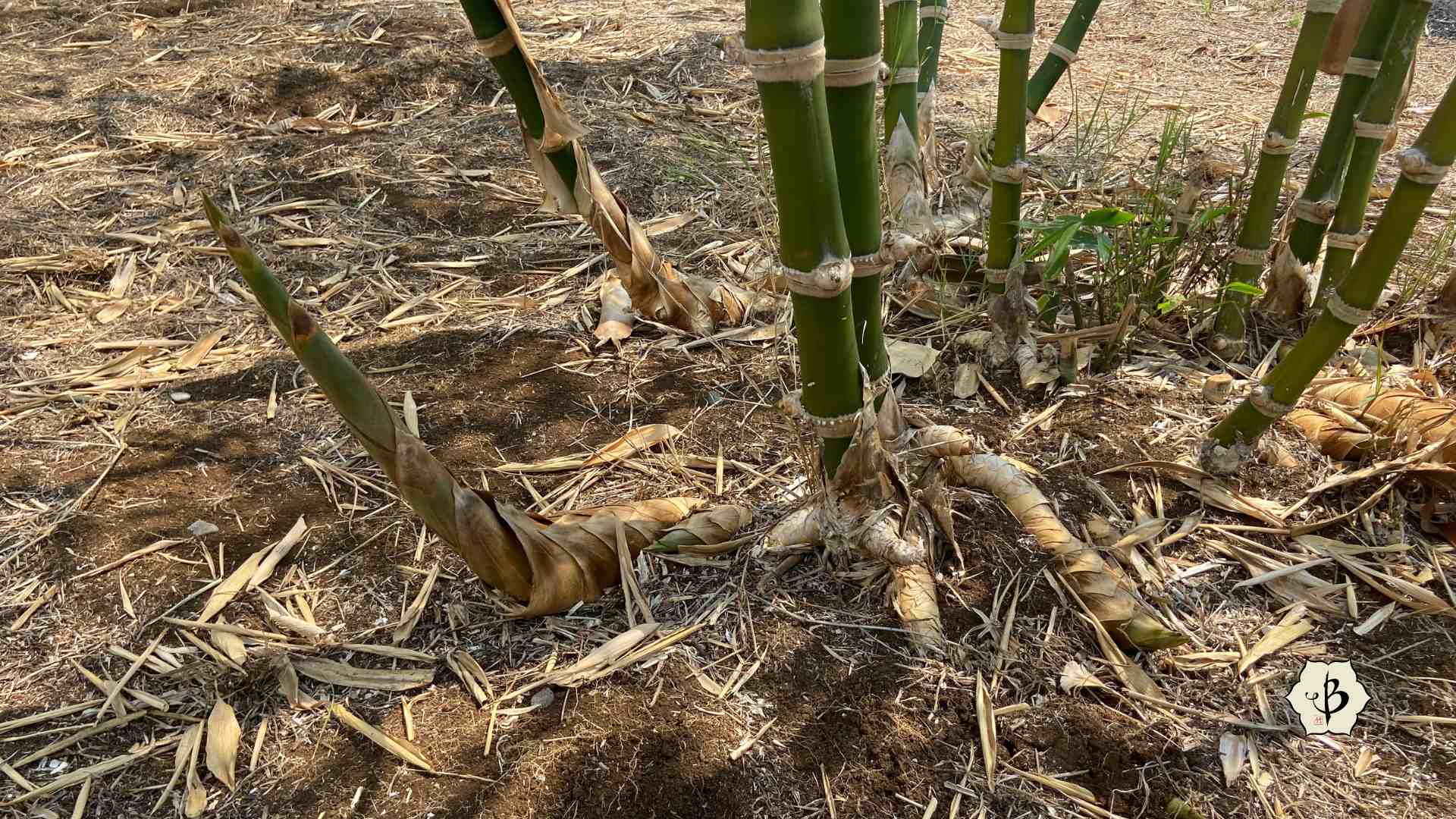 Guadua rhizomes open clump