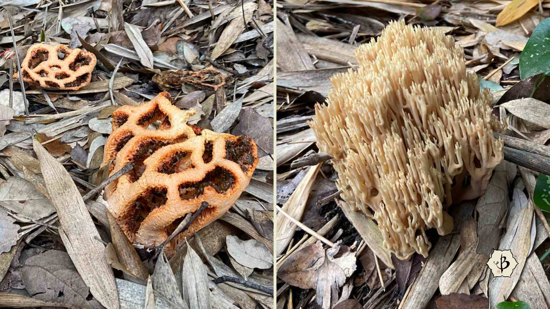 Mushrooms fungi with bamboo