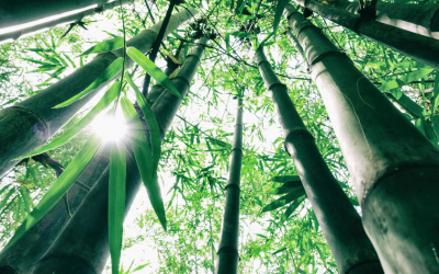 Good news from Nestlé: Millions of bamboo clumps on the way