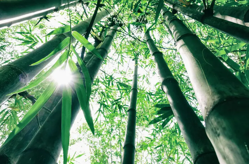 Nestle plants millions of bamboo clumps