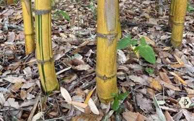 Mulching bamboo: Help your humus