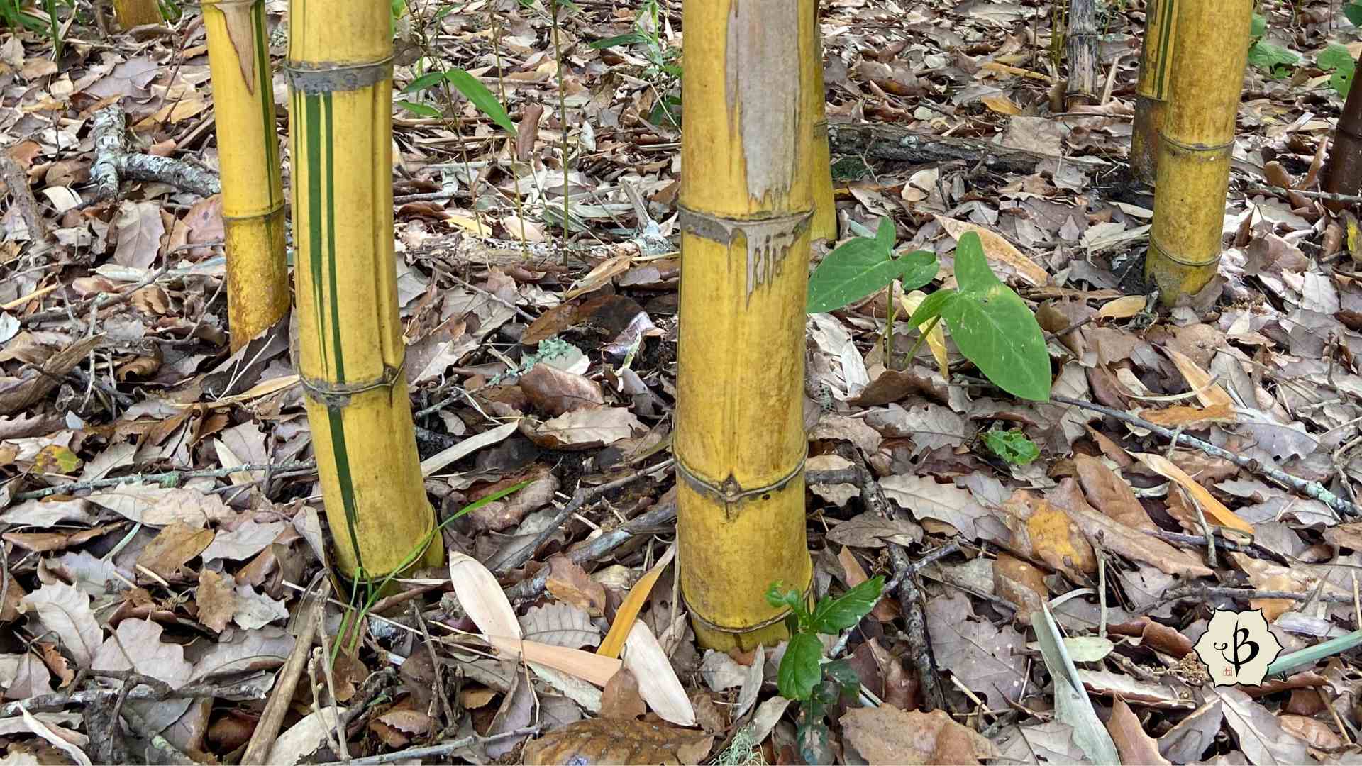 Robert Young Bamboo with mulch